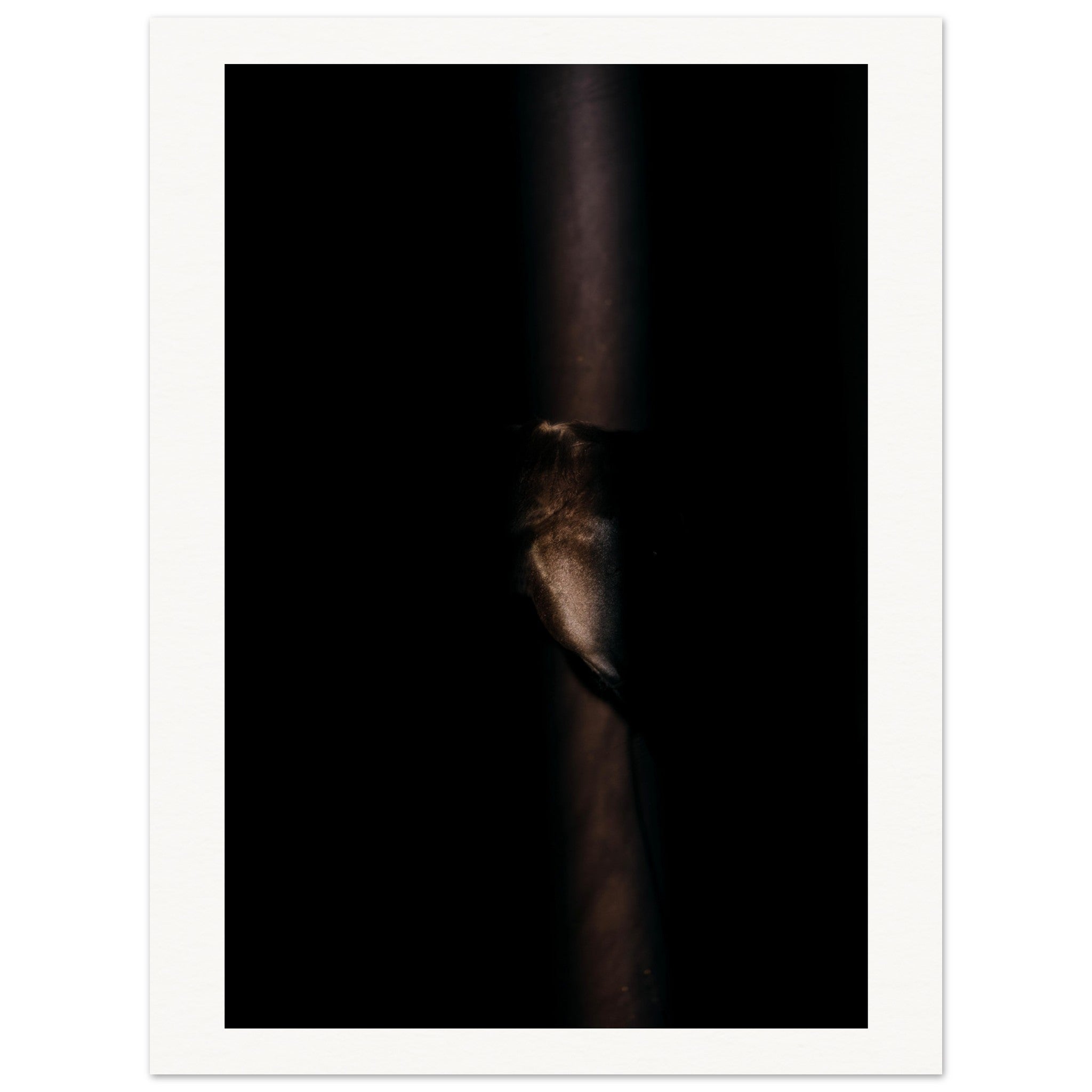 Diana Wahl Collection - Light I